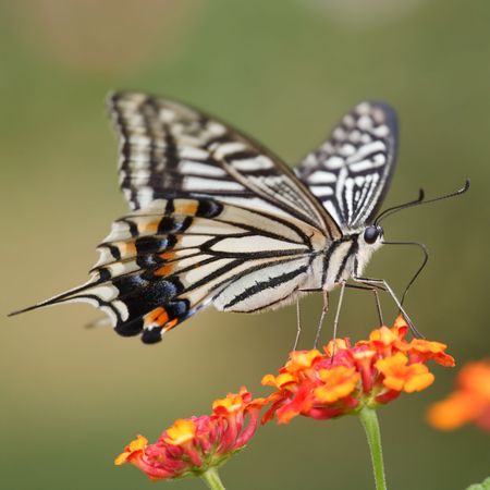 the butterfly fall on the flower in a garden outdoor.の写真素材