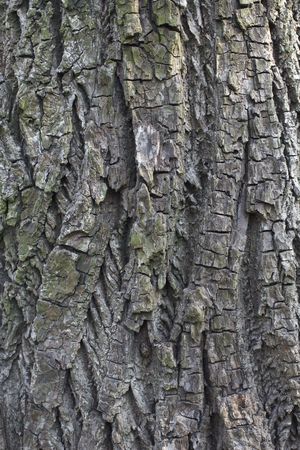 the texture background of the bark outdoor.