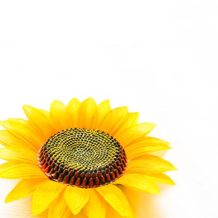 the plastic sunflower on a bed in the morning.の写真素材