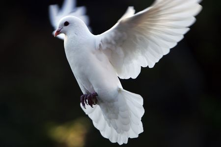 dove fly in the air wiht forest background.outdoor.の写真素材
