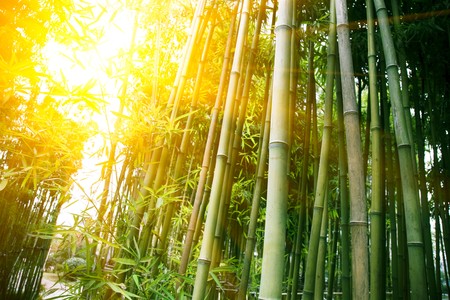 the bamboo of a forest outdoor in china.の写真素材