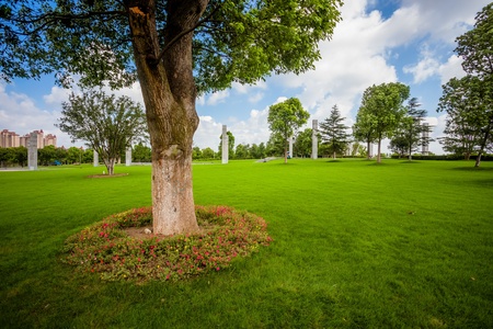 the tree of a park outdoor.の写真素材