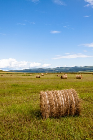 the scene of the meadow Inner Mongolia .の写真素材