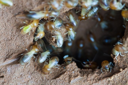 termite and queen termite  in hole.の写真素材