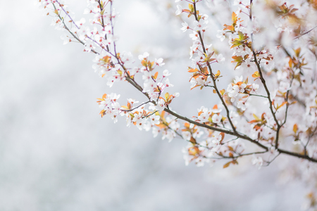 close-up view of Cherry Blossomsの写真素材