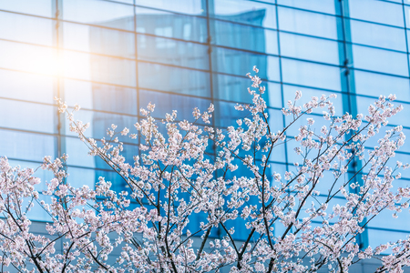 blooming cherry trees in front of the office buildingの写真素材