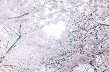 blooming cherry treesの写真素材