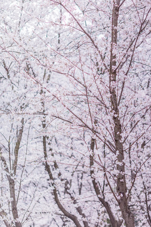 blooming cherry treesの写真素材