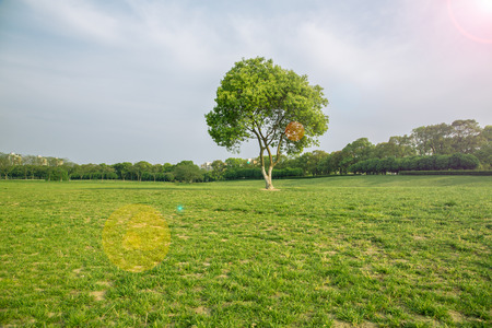 one tree in green field with tree forest background.の写真素材