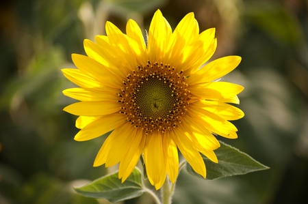 sunflowerの写真素材