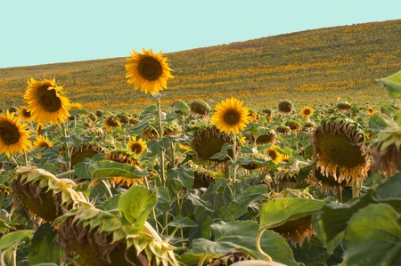 sunflower fieldの写真素材