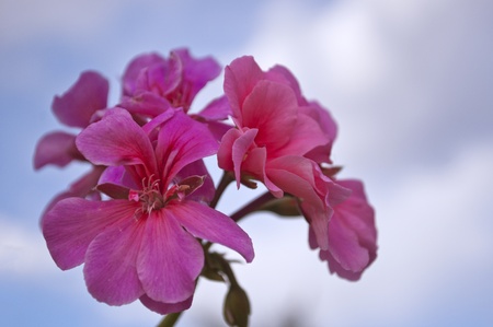 pink flowers with blue sky as background