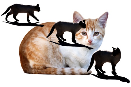 three black cats and a nice cat isolated on a white backgroundの写真素材