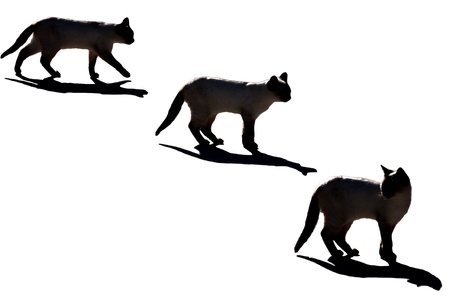 cats isolated on a white background