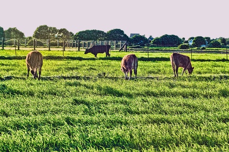 cow grazing in the  meadow in Cadiz, Spain