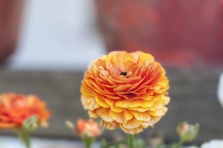 isolated flower on artistic bachgroundの写真素材