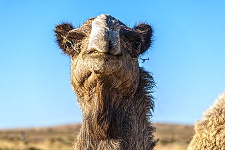  camel in western sahara