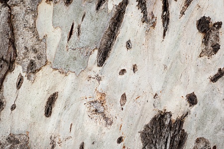old wood texture for web backgroundの写真素材