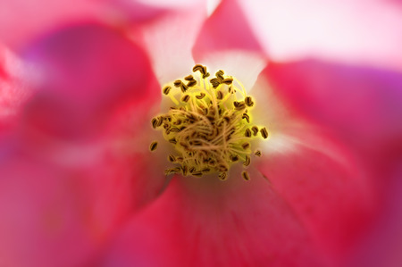Pink Spring flower closeup,macroの写真素材