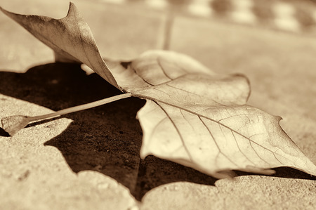 Close up of red autumn leaves on sepiaの写真素材