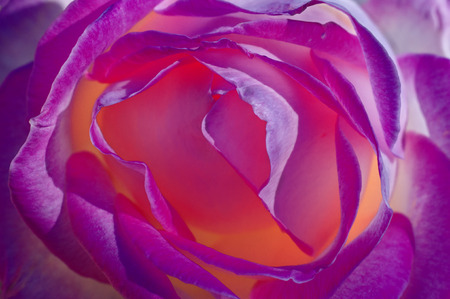 pink rose close up , macroの写真素材