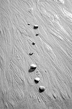 Shells at the beach in conil beach, spainの写真素材