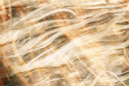 Raw wool backgroundの写真素材