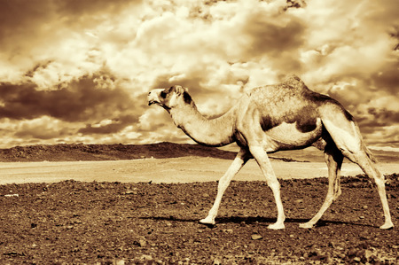 desrt landscape with camel in western saharaの写真素材