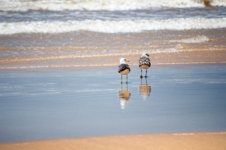 Seagull stands on the beach, western saharaの写真素材
