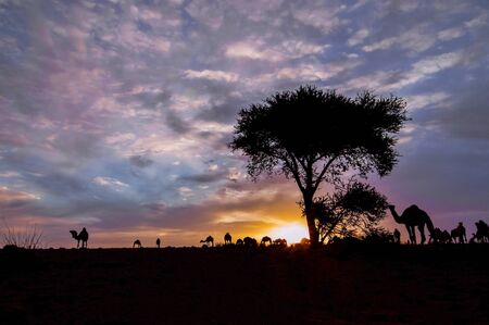 camels grazing in western saharaの写真素材