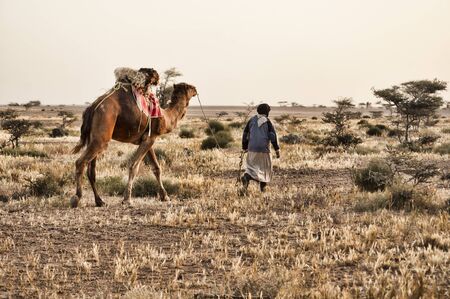 dromedary , camel, in western sahara desertの写真素材