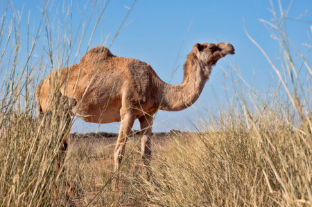 camel grazing in the saharaの写真素材