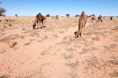 camel grazing in the saharaの写真素材