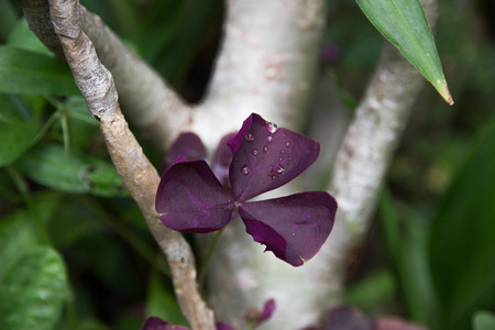 wildflowersの写真素材