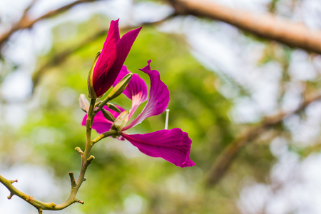 Orchid purple on blur backgroundの写真素材