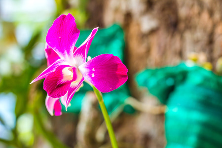 Orchid purple on blur backgroundの写真素材