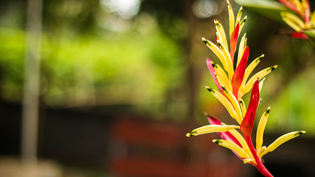 Wan flowers on selective focusの写真素材