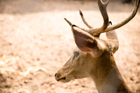 brown deerの写真素材