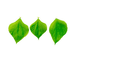 Green bean leaves on isolated white background