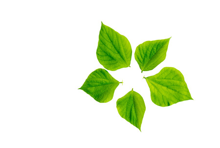 Green bean leaves on isolated white backgroundの写真素材