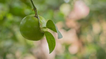 Green lemon on the tree on selective focusの写真素材