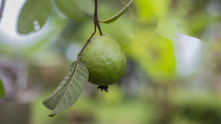 guava on selected focusの写真素材