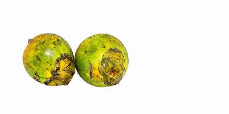 areca on isolated white background with clipping pathの写真素材