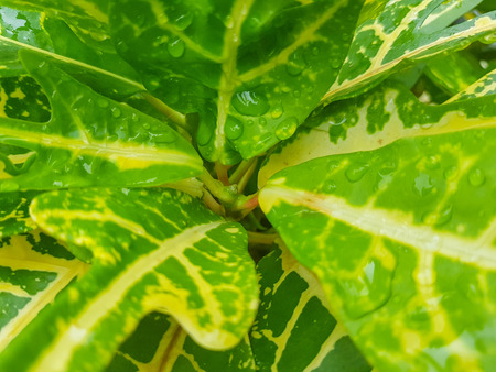 Leaves green pattern on selective focusの写真素材