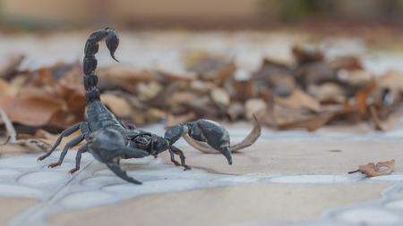 Elephant scorpion is biggest scorpion  in the morning on selective focus