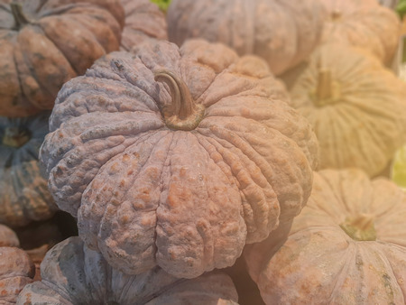 selective focus of Many pumpkins.の写真素材