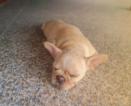 On selective focus of French Bulldog puppy sleep or relax.の写真素材