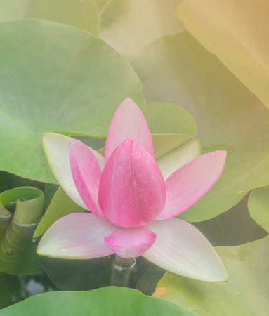 Pink lotus flowers blooming With green leaves in the pool.の写真素材