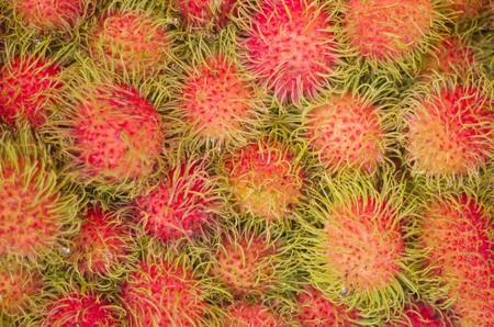 Rambutan, a fruit stand, medium to large trees like moist air.の写真素材