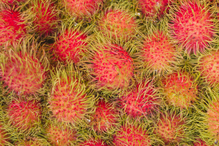 Rambutan, a fruit stand, medium to large trees like moist air.の写真素材